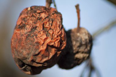 Kışın ağaçta çürük bir elma bırakılmış..