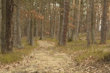 İlkbaharda orman yolu. 