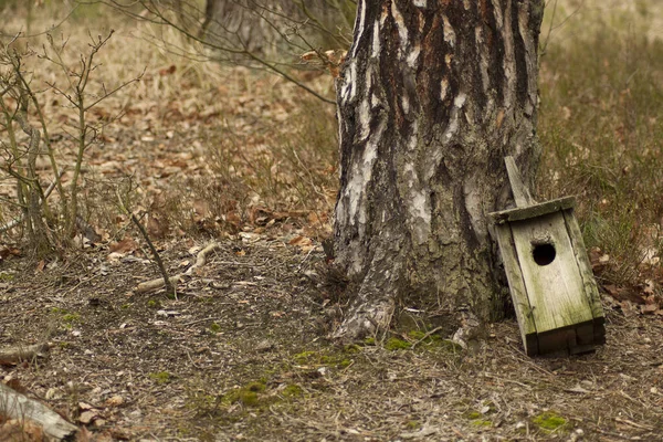 Старий Зруйнований Пташиний Будинок Знайдений Під Деревом Лісі — стокове фото