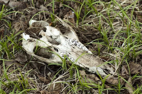 Skull of a wild animal with visible molar teeth lying in the forest.