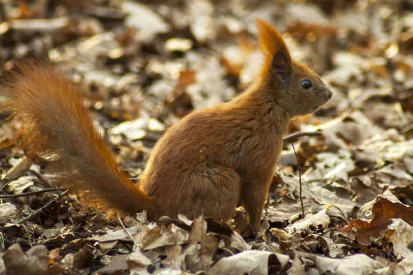 Rotes Eichhörnchen Beim Abschöpfen Von Erdnüssen Herbst Stadtpark Vergraben — Stockfoto