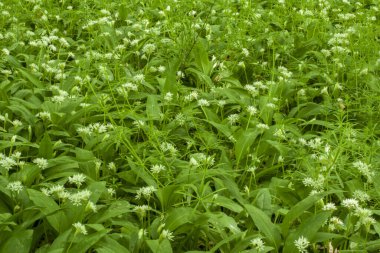 Çiçekli ayı sarımsağı yeşil bir ormanda yetişiyor..