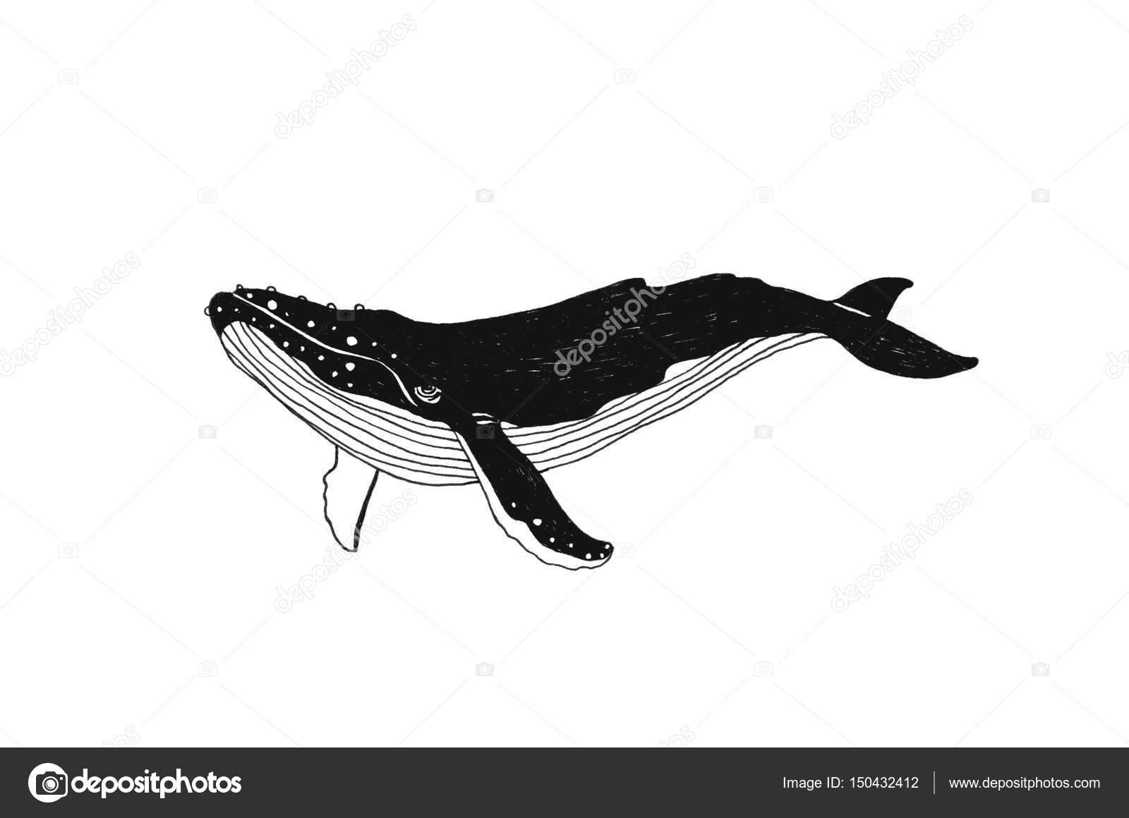 Balena Di Illustrazione Disegnata A Mano Nero Contorno Arte