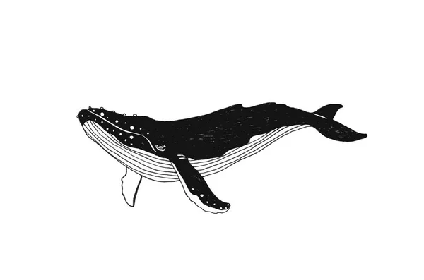 El çizilen illüstrasyon balina. Siyah kontur sanat-beyaz arka plan üzerinde izole iş. Deniz vektör çizim — Stok Vektör