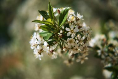 Elma çiçekleri bulanık arkaplanla kapanır