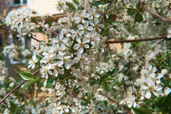 Flores Maçã Fechar Com Fundo Borrado — Fotografia de Stock