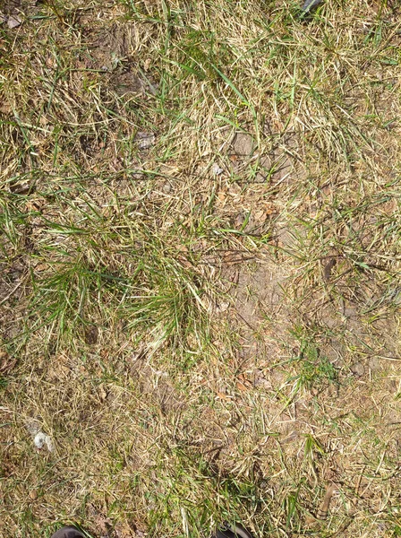 Texture grass, texture landscape, texture