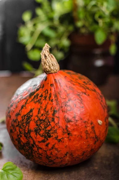 Hokkaido pumpkins rustic — Stock Photo, Image