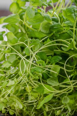 Mercanköşk biyo otlar