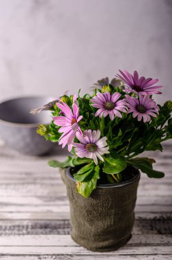 Tahtadaki güzel çiçek, natürmort fotoğrafçılık.