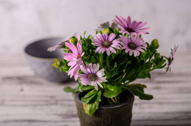 Tahtadaki güzel çiçek, natürmort fotoğrafçılık.
