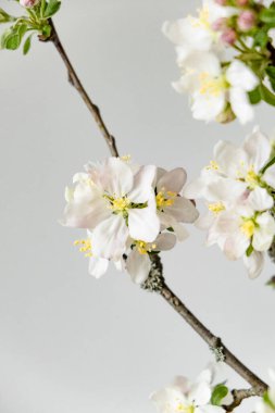 Çiçek açan elma dalı bir dişinin elinde