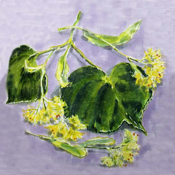 Sprig Lind Med Gröna Blad Blomningen Botanisk Teckning Med Markörer — Stockfoto