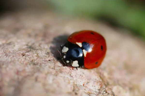 Close Ladybug Stone — Stock Photo, Image