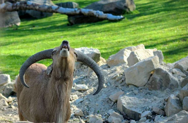Mountain Goat Rock — Stock Photo, Image