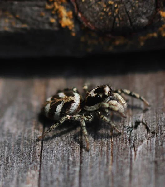 Spider Wooden Background — Stock Photo, Image