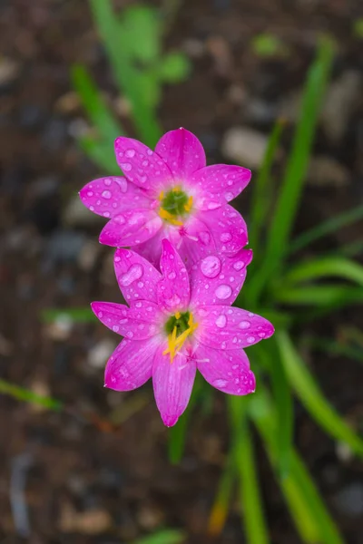 Муссонная Лилия Розовый Цветок — стоковое фото