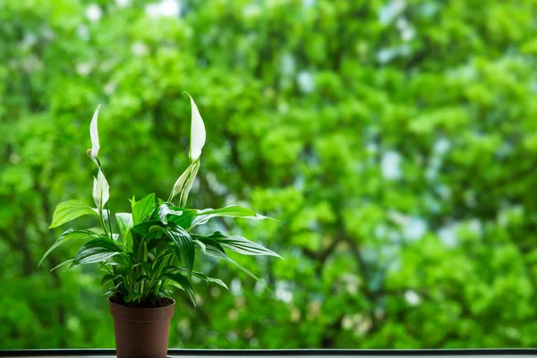 Spathiphyllum Выращивание Цветочных Горшков Домашних Комнатах Очищение Воздуха Внутри Помещений — стоковое фото