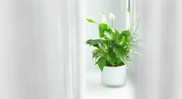 spathiphyllum çiçeği ev odasındaki tencerede yetişiyor ve kapalı alan havasını temizliyor. Perdenin arkasındaki pencerede. Beyaz dekoru çiçek konsepti..