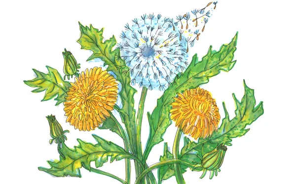 Abstract dandelions for decoration design. Floral background. 