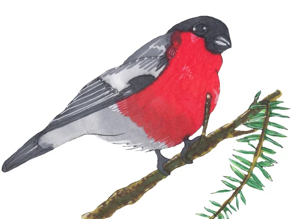 Bullfinch rosso disegnato a mano su sfondo bianco. Idea invernale . — Foto Stock