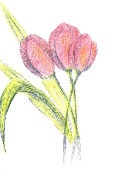 Abstraktní ilustrace s růžovými tulipány na bílém pozadí. — Stock fotografie