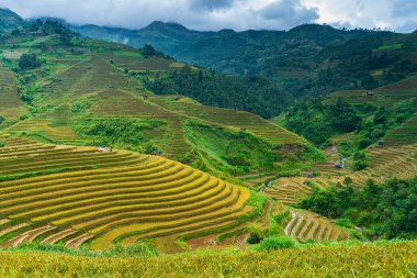 Mu Cang Chai, Vietnam - 5 Ekim 2019: Vietnam 'ın kuzeyindeki Mu Cang Chai' de hasat mevsiminde pirinç tarlası.