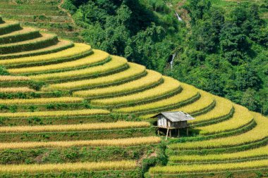 Mu Cang Chai, Vietnam - 5 Ekim 2019: Vietnam 'ın kuzeyindeki Mu Cang Chai' de hasat mevsiminde teraslı pirinç tarlasında küçük bir kulübeye yakın plan.