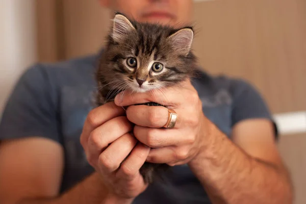 誰も知らない男が持っている美しいかわいい子猫。小さな猫赤ちゃんでザ大男の手見ますザカメラ. — ストック写真