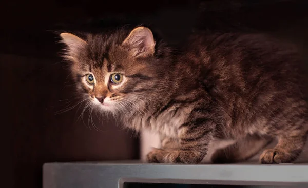 かわいいかわいい子猫が暗闇の中に隠れています。ペットは動物が大好きです。猫の赤ちゃん。家に猫がいる。ふわふわの友達のケア — ストック写真