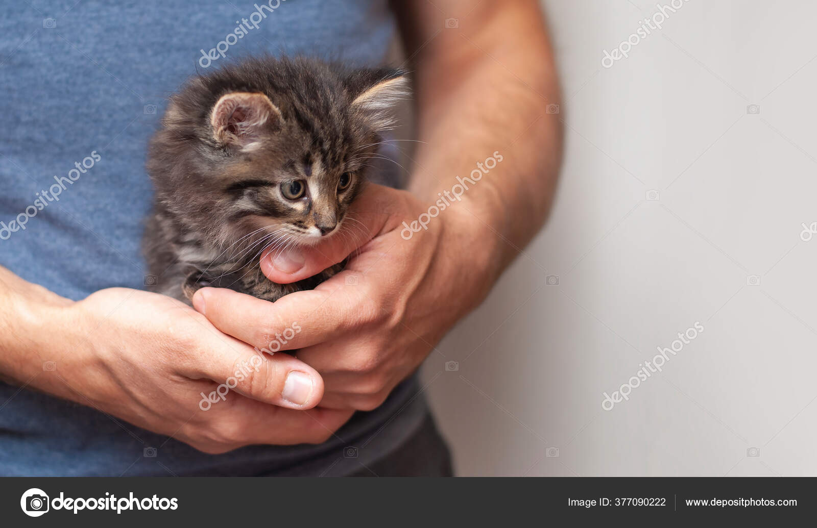 Man Hands Hold Beautiful Cute Little Kitten Tiny Cat Baby Stock Photo by  © 377090222