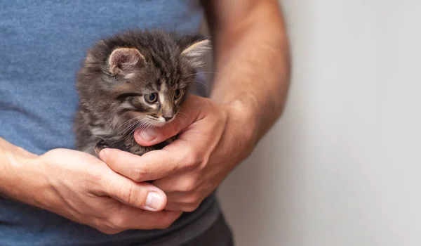 Man Hands Hold Beautiful Cute Little Kitten Tiny Cat Baby — Stock Photo, Image