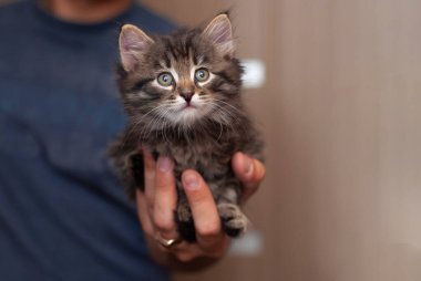 Erkek elleri güzel küçük kedi yavrusunu tutuyor. Büyük erkek ellerindeki küçük kedi bebek sağ boş tarafa bakıyor..