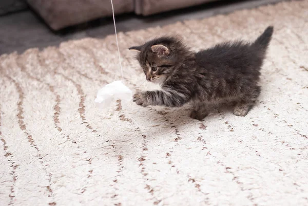 Παίζοντας χαριτωμένο μικρό γατάκι στο φως cuppett. Τα κατοικίδια αγαπούν τα ζώα. Μωρά γάτες. Γάτες στο σπίτι. Φροντίδα αφράτων φίλων — Φωτογραφία Αρχείου