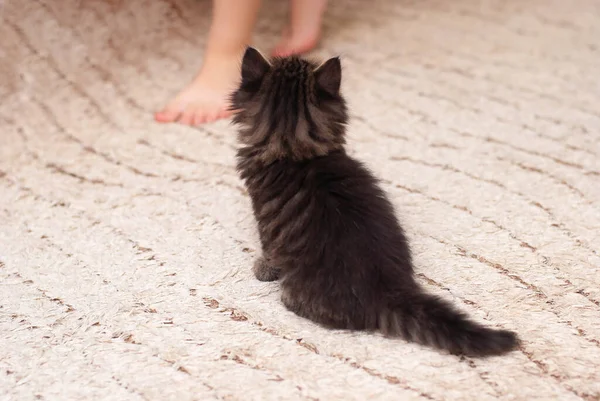 ライトカペットのかわいいかわいい背中の子猫は子供の足に見えます。ペットは動物が大好きです。猫の赤ちゃん家で. — ストック写真