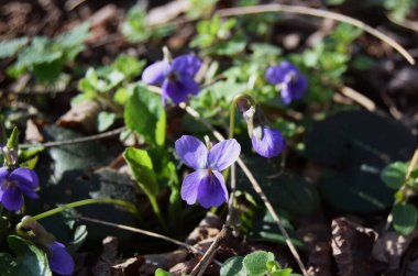 Romen Dağı 'nın tepesinden kahramanlar geçiyor