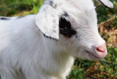 Gözünde siyah bir leke olan beyaz bir keçinin portresi.