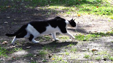 Siyah beyaz bir kedi avlanmaya hazırlanıyor.
