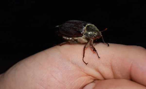 Escarabajo Está Parado Dedo — Foto de Stock