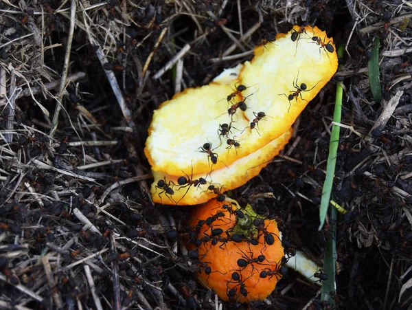 An ant colony devouring an orange peel