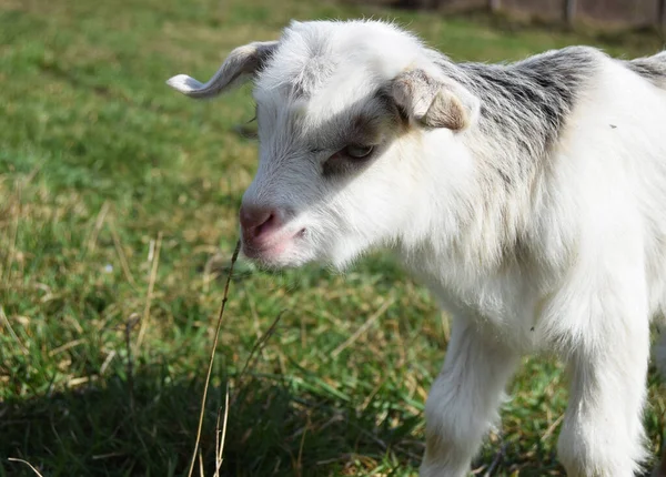 Baby Goat Spring Grass — Stock Photo, Image