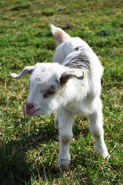 Baby Goat Spring Grass — Stock Photo, Image