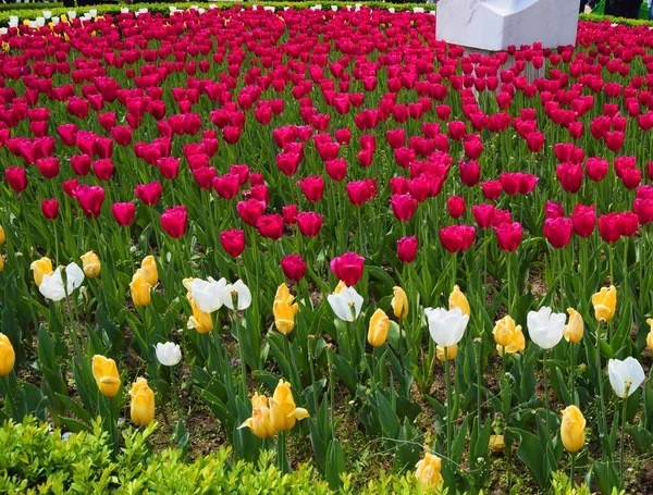 Pole Tulipanami Fuksji Parku — Zdjęcie stockowe