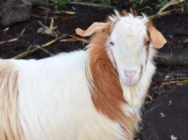 Portrait Goat Farm Village — Stock Photo, Image