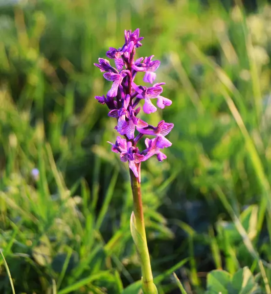 Arka planda mor bir çiçek var.