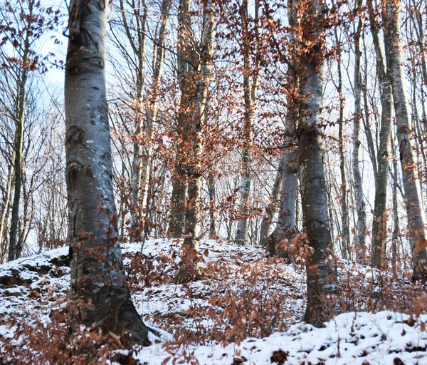 Zimowy Krajobraz Lesie Bukowym — Zdjęcie stockowe