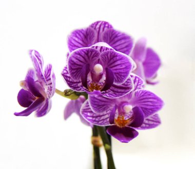 Beyaz arka planda izole edilmiş canlı mor renkli orkide çiçekleri.