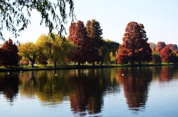 Podzimní Krajina Barevnými Stromy Odrazy Modré Vodě Parku Herastrau Nebo — Stock fotografie