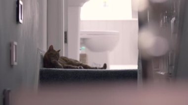 Kedi, duvarında resim çerçeveleri ve arka planda banyo çerçeveleriyle merdivenlerin üzerinde yatarken patilerini temizliyor.