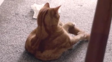 Halıda yuvarlanan komik kedi kuyruk kovalıyor - Yakın çekim